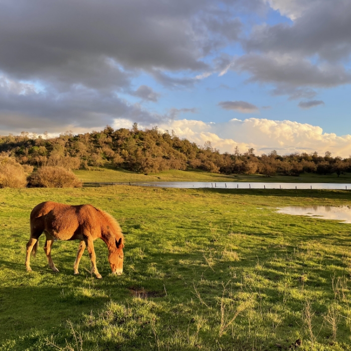 Pastures on SFC’s Ted K. Martin Wildlife Preserve